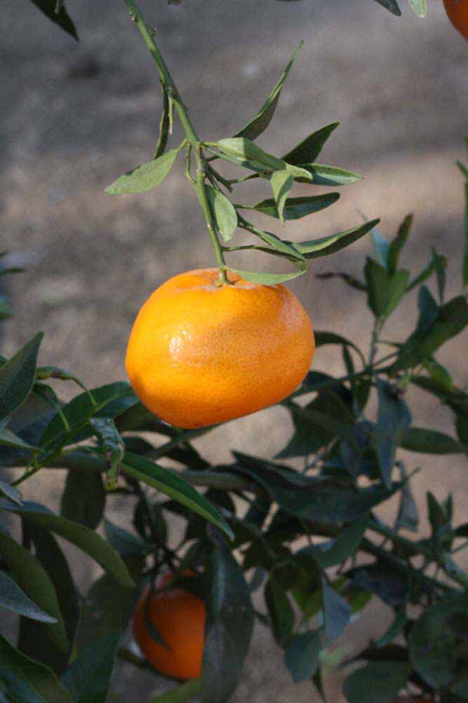              Fruit (Riverside, CA)       